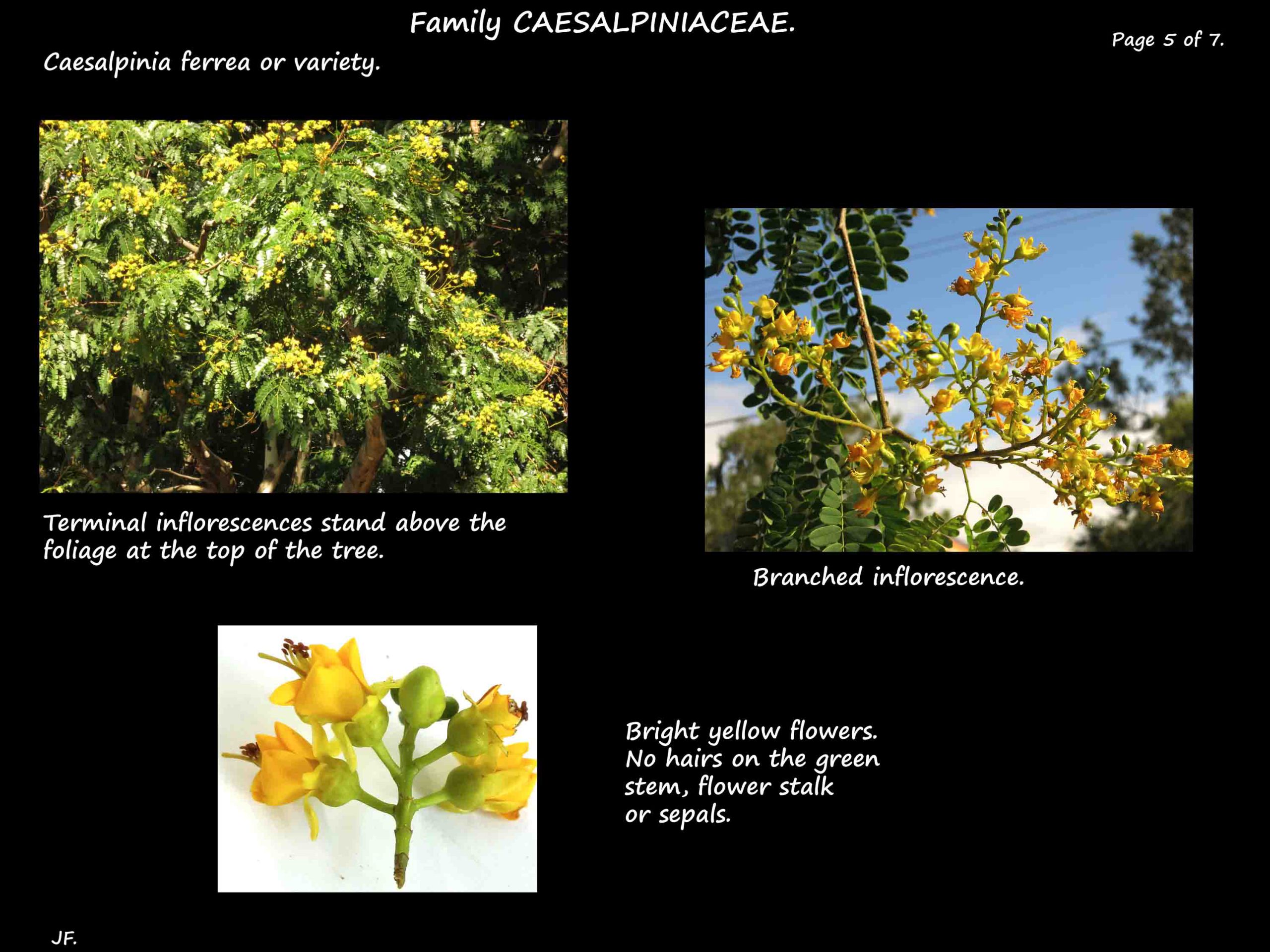 5 Caesalpinia ferrea flowering